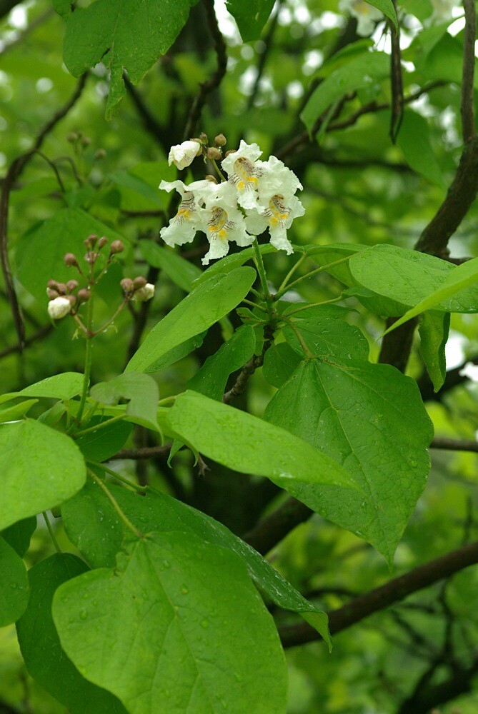 Catalpa tree