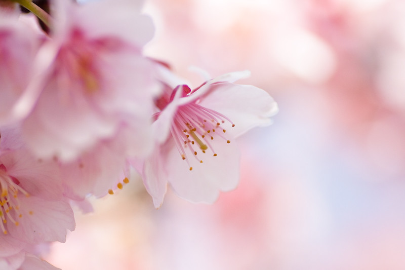 cherry pink*