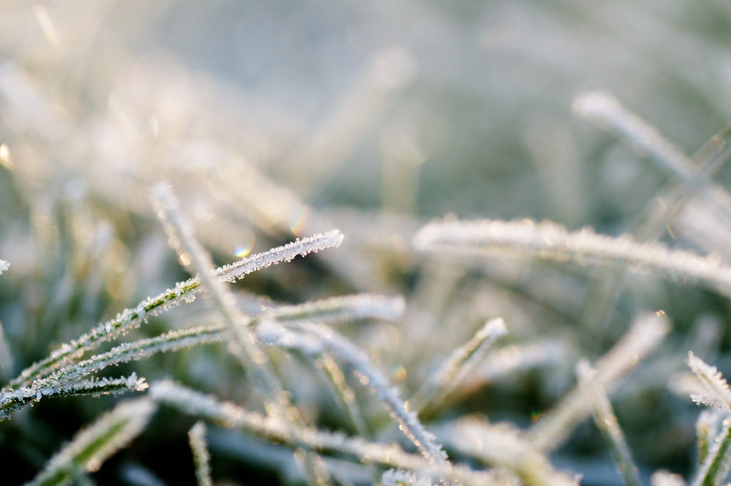 Frosty grass
