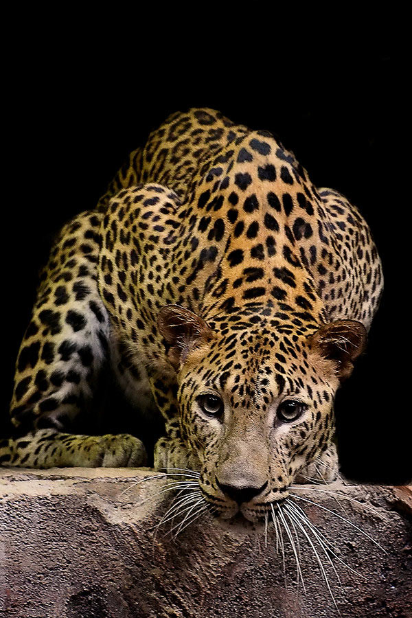 Leopard-Stare