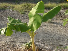 muz ağacı-bananier- banana tree