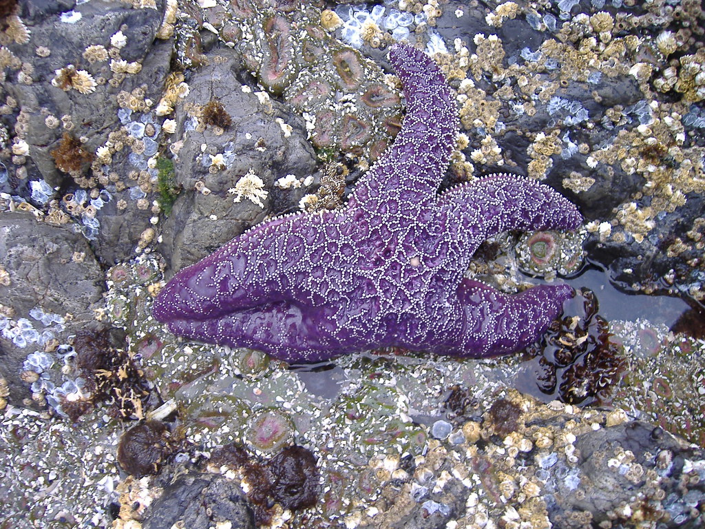 Purple Ochre Sea Star