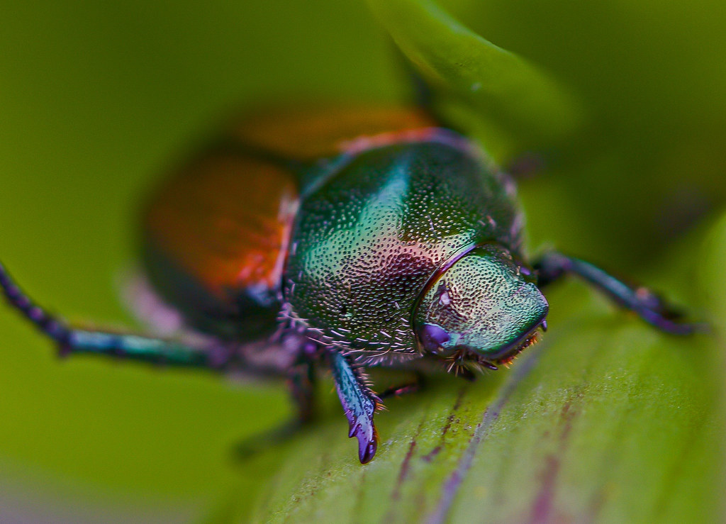 Japanese Beetle