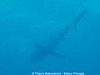 Requin pointe blanche du lagon