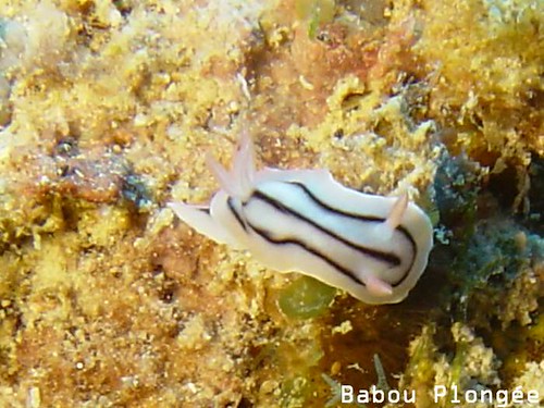 Nudibranches