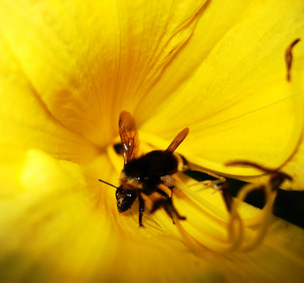 I am Bee~~ing...A Good Boy