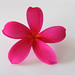 Red Plumeria