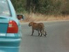 Leopard on Road (1/2)