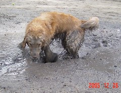 pearl-mud-dog