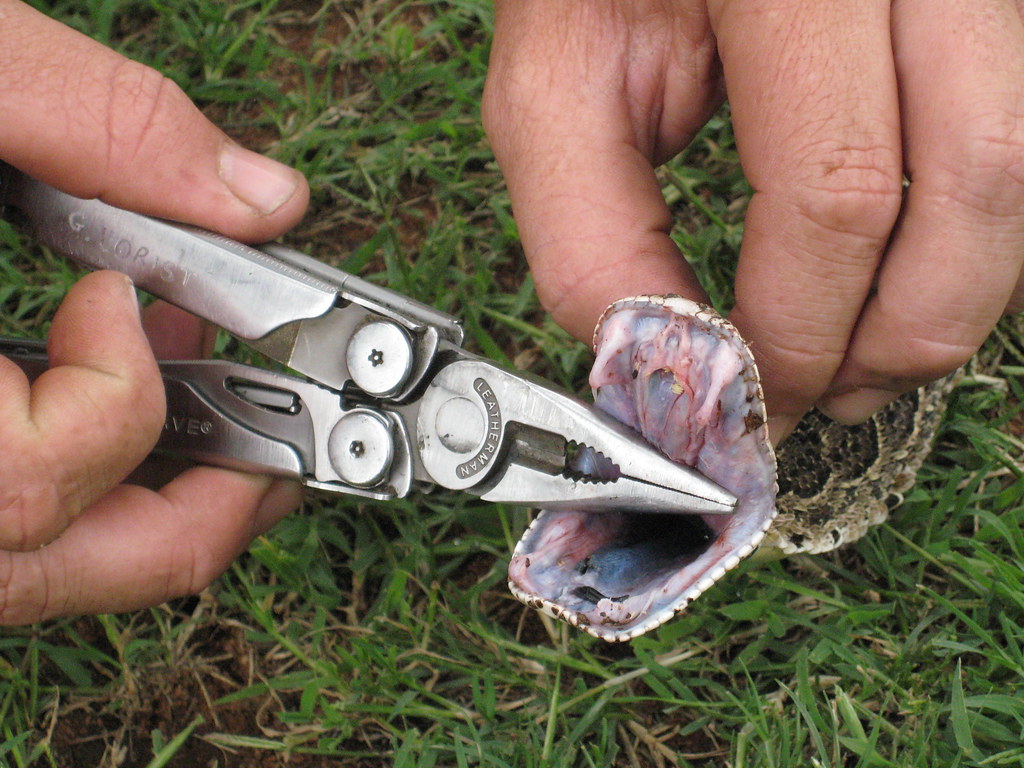 ~snake bite~