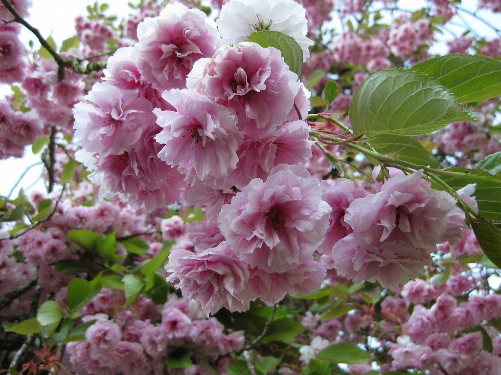 Cherry Blossom