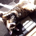 sunbathing