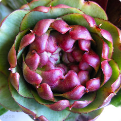 Sicilian Violetta artichoke