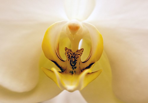 Orchid Detail VI