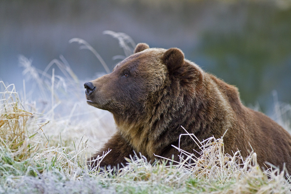 Profile Shot Of Grizzly On A Frosty Morning