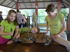 Thaïlande Chang Mai Tigres