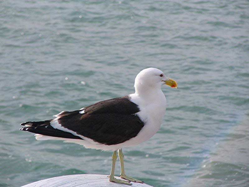 IMG_ (7) seagull