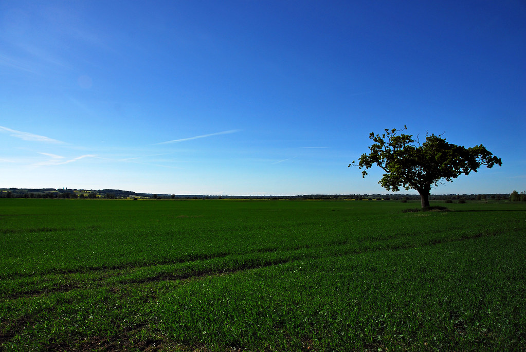 Tree at Red Hill