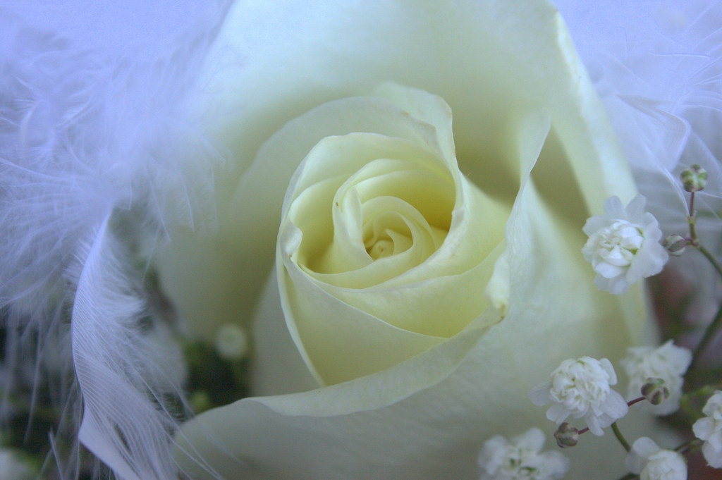 White Rose