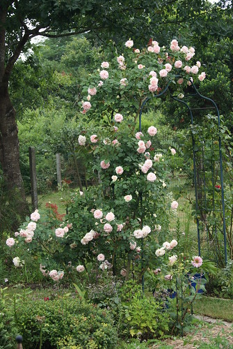 rose Pierre de Ronsard