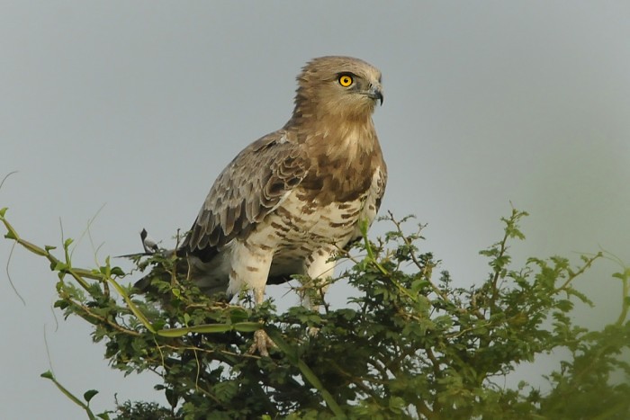 See the knave-eyed short toed snake eagle