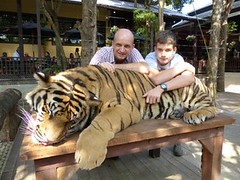 Thaïlande Chang Mai Tigres