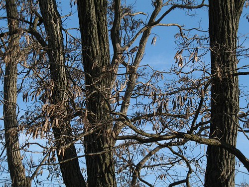 black locust closeup