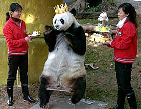 pandabday2