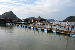 Cat Ba Island Floating Village