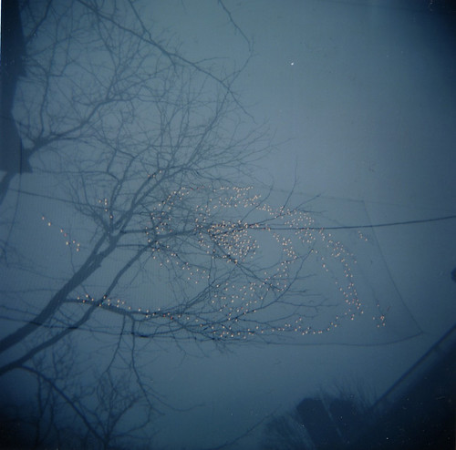 starry tree