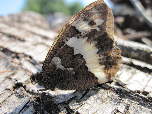 papillon le Silène-Bintesia circe- Satyre