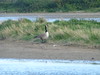 13-Goose looking at me