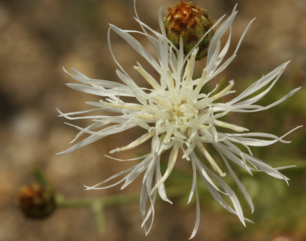 white wildflower