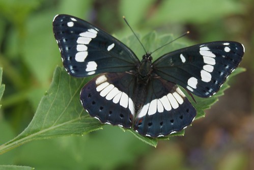 papillon Sylvain azuré