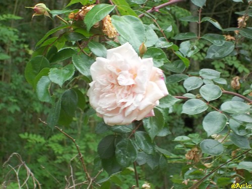Rose sauvage de Provins