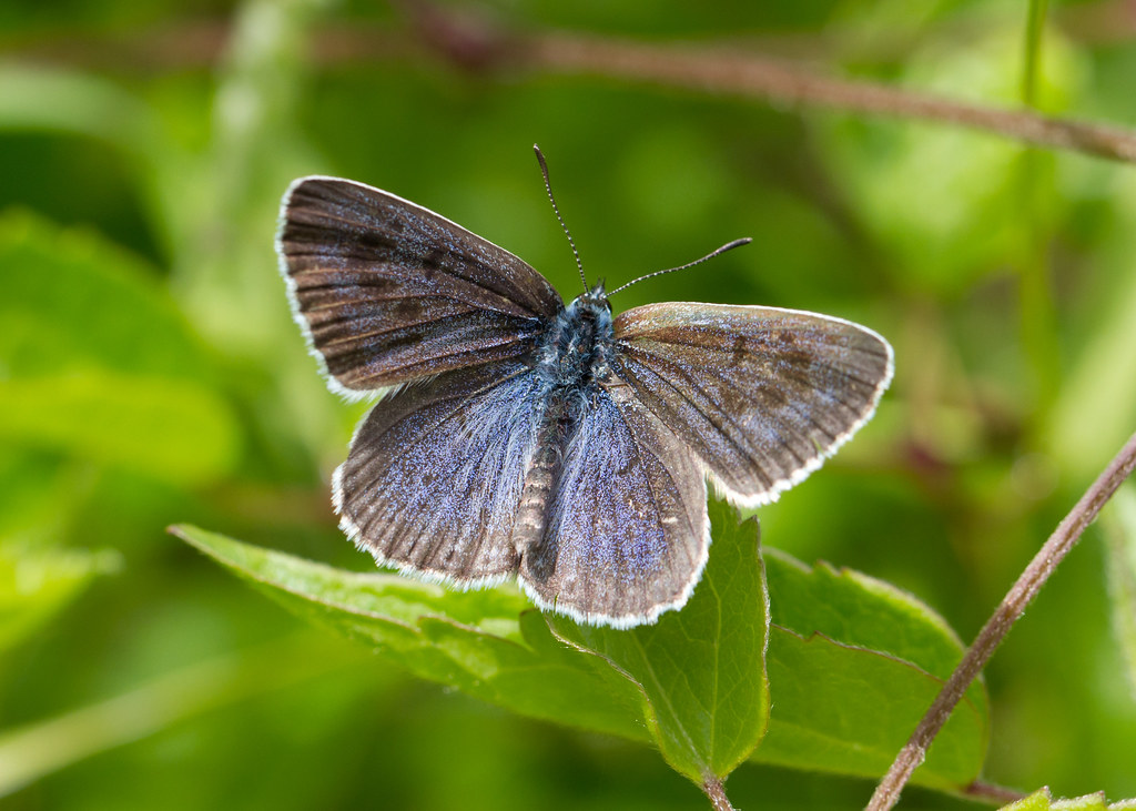 Large Blue - Phengaris arion