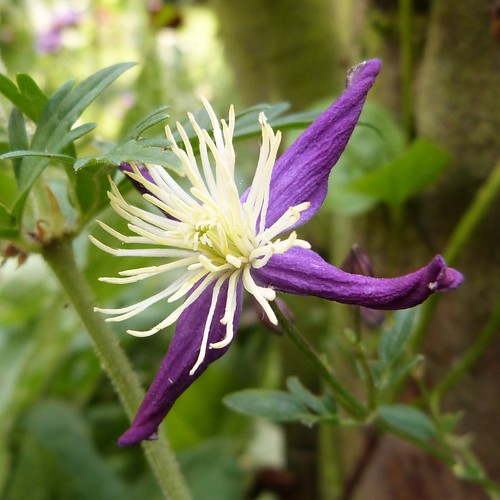 clematite aromatica - aout 2014 (800x800)