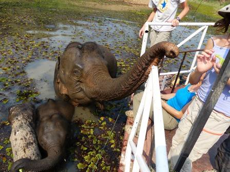 Laos - éléphants