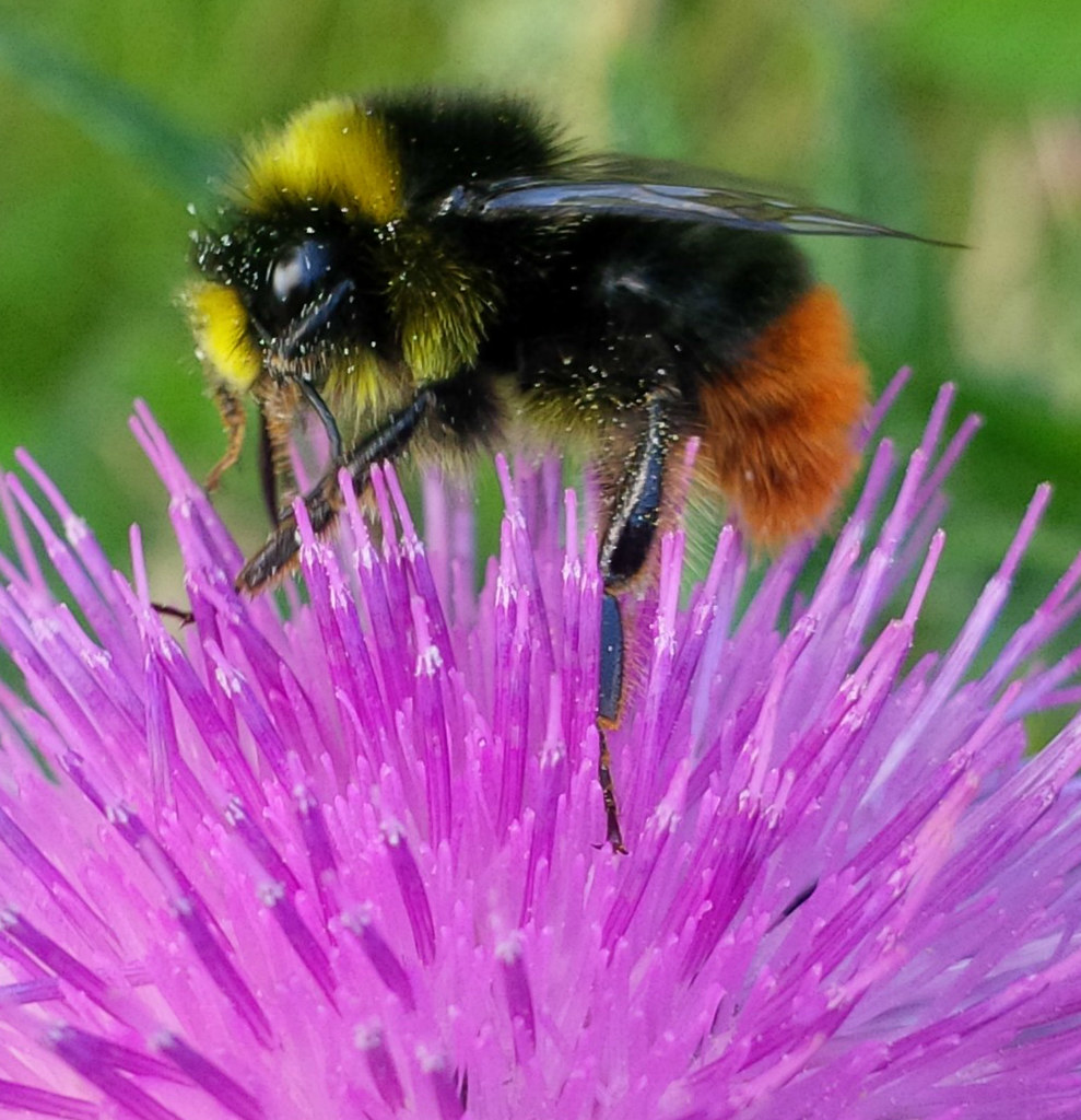 Busy Bee