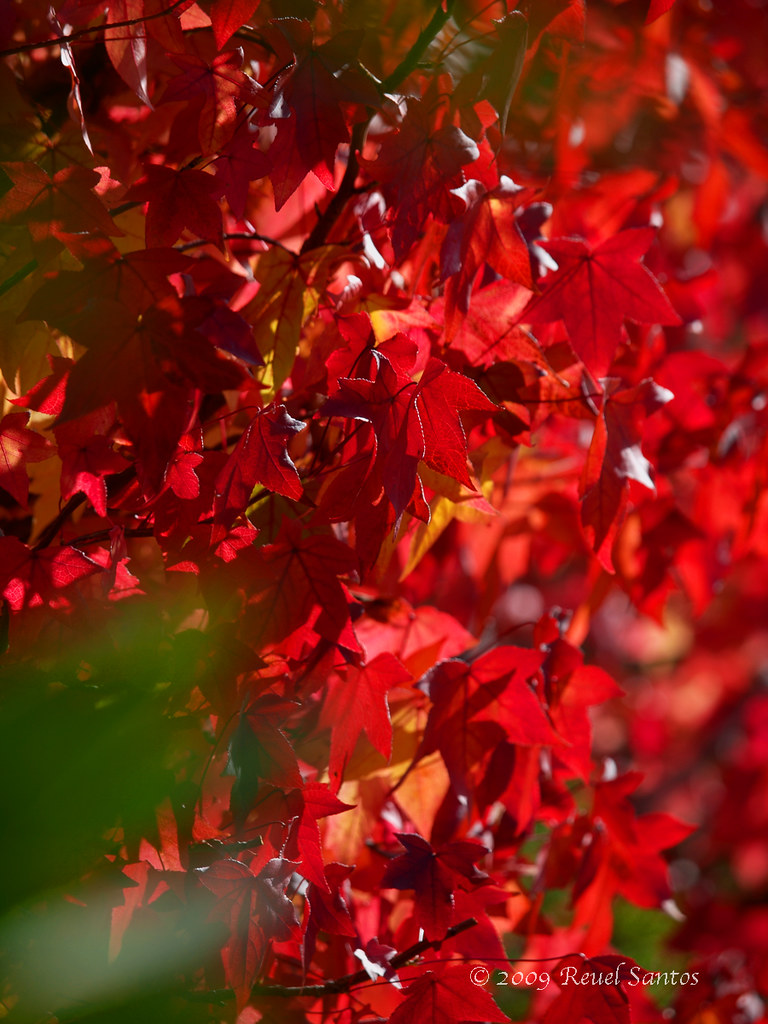 Backlit Red