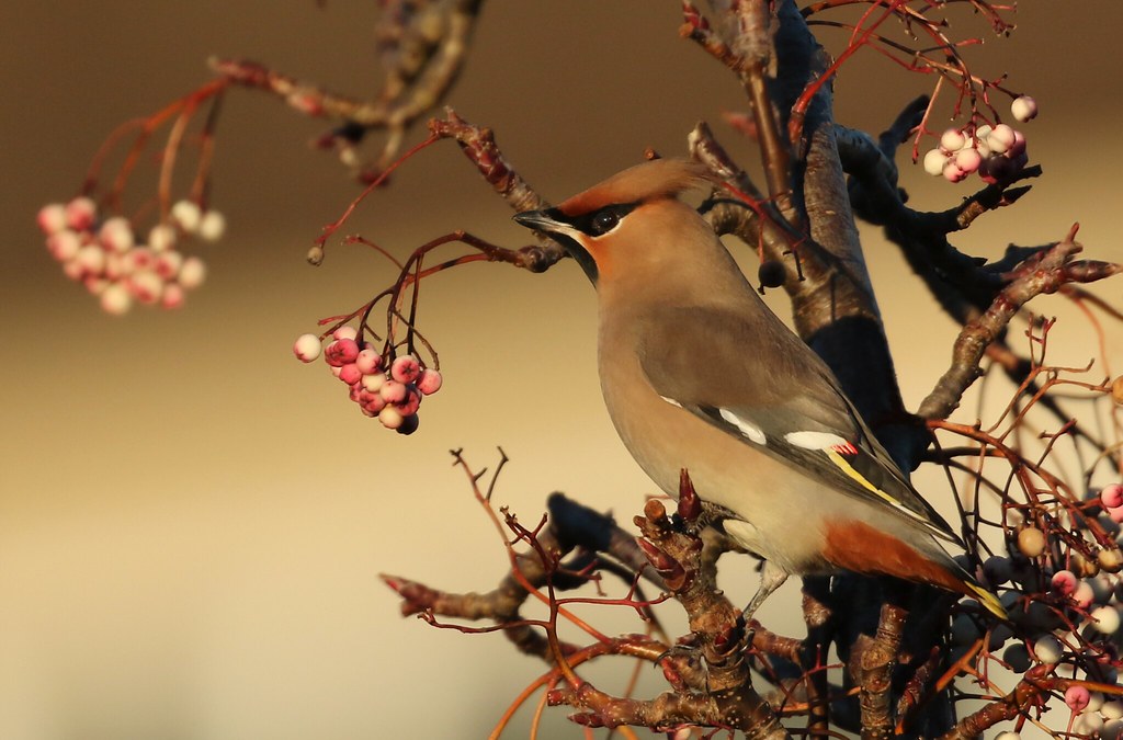 Waxwing