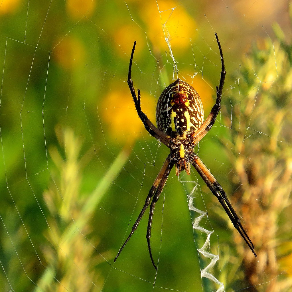 Yellow Garden Spider (Argiope Aurantia)