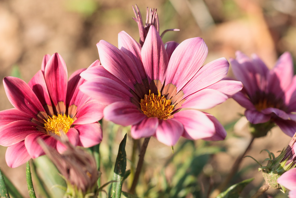 Treasure Flower