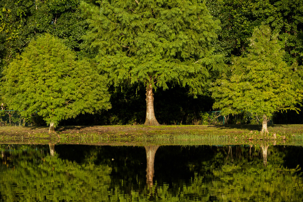 Bald Cypresses.