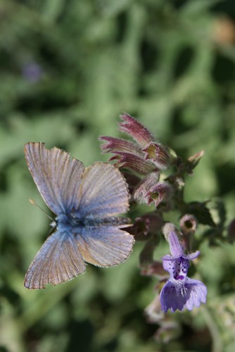 papillon Argus bleu céleste, le bel Argus, Lysandra bellargus