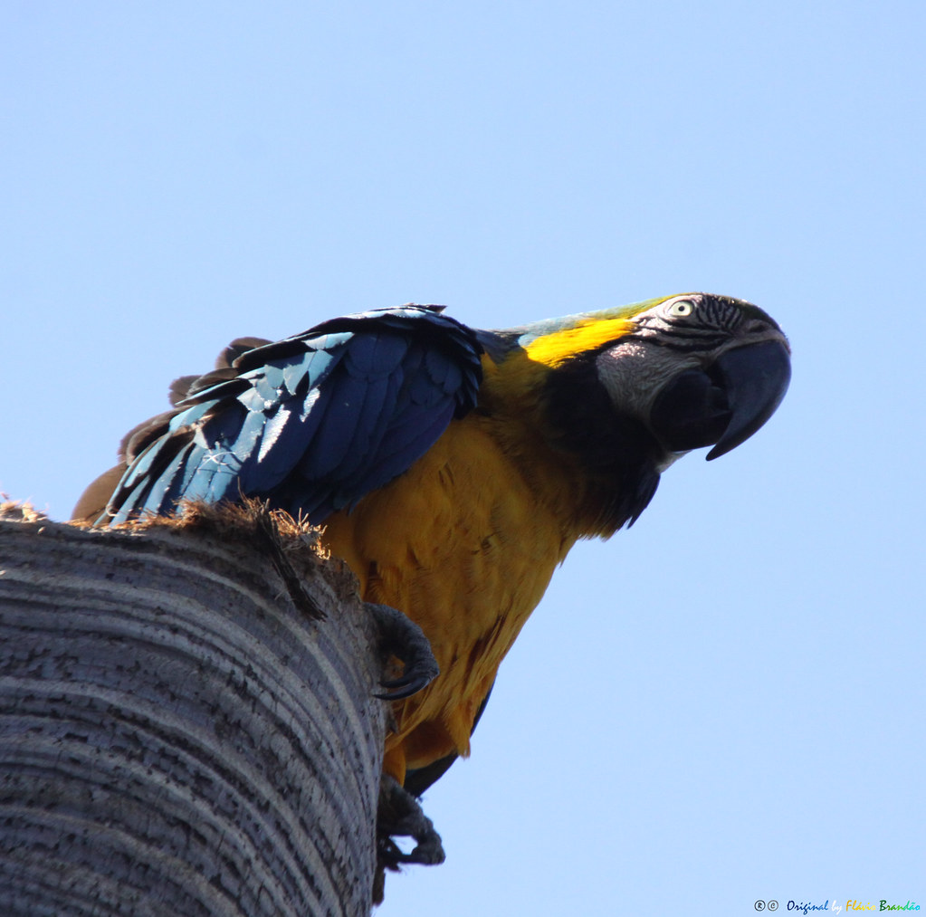 Série com a Arara-canindé, Arara-de-barriga-amarela, Arari, Arara-amarela, Arara-azul-e-amarela, Araraí e Canindé (Ara ararauna) - Series with the Blue-and-yellow Macaw - 31-05-2015 - IMG_3601