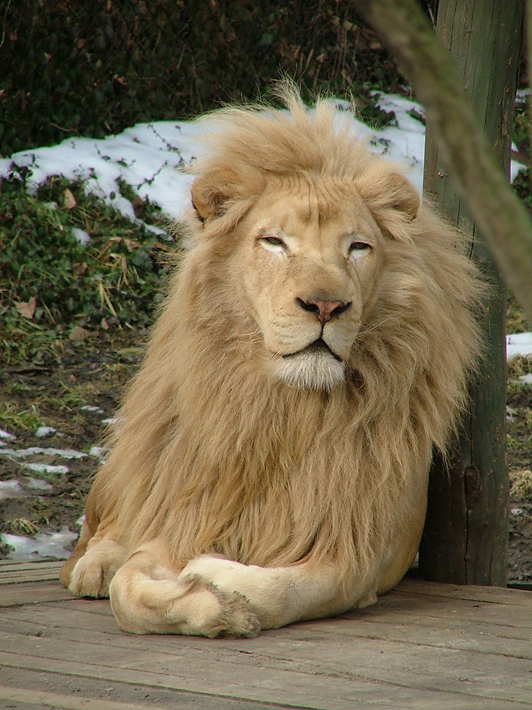le roi