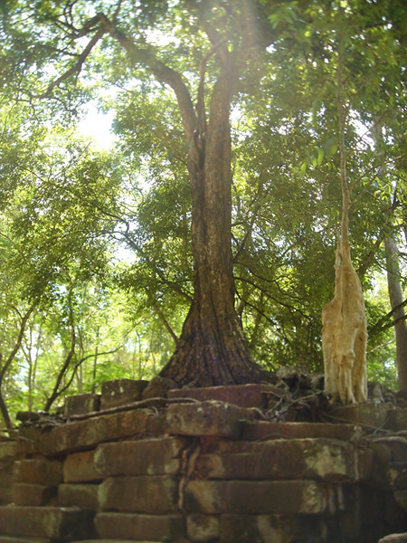 Angkor Wat Temples - Ta Prohm