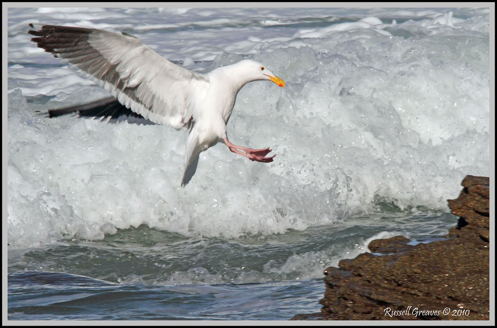 HERRING GULL