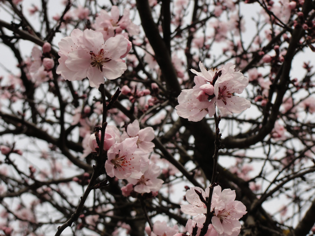 pink'n spring